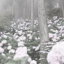 windmillthatslikewindmilling avatar