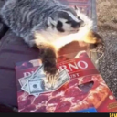 windsheild-washer-diulf123 avatar