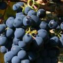 wineworldnews avatar