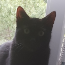 winged-gorgon avatar