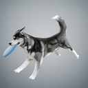 winged-husky avatar