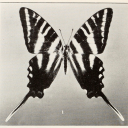 wings-of-desire avatar