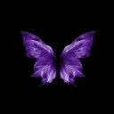 wingsandfeather avatar