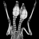 wingsareweights avatar