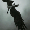 wingsofdeath avatar