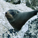 wingsofthesun avatar