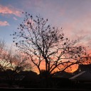 winstontheecow avatar