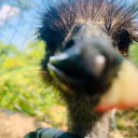 winstontheemu avatar