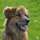 winstonthesassybastard avatar