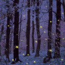 winter-fireflies avatar
