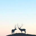 winter-gladiator avatar