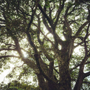 winter-green-dream avatar