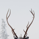 winter-inspired avatar