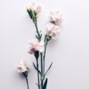 winter-maerchen avatar