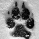 winter-pawpads avatar