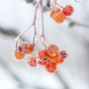 winter-redcurrants4 avatar