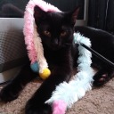 winter-woods-cats avatar