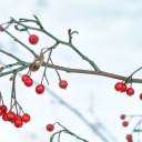 winterberriess avatar