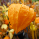 wintercherries avatar