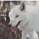 wintergale010 avatar