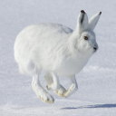 winterhare avatar