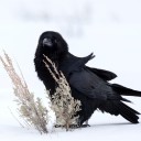 winters-raven avatar