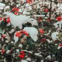 wintersberry avatar
