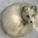 winterwhitefox-blog avatar