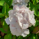 winterwitch01 avatar