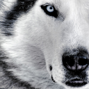 winterwolfss avatar