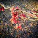 wireddinosaur avatar