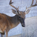 wisconsingothic avatar