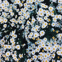 wise-petty-girl avatar