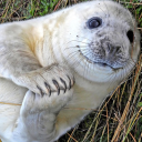 wisecrownknower avatar