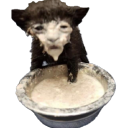 wisedazeinfluencer avatar