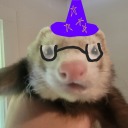 wiseferret avatar