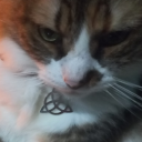 wisekittytarot avatar