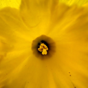 wisemaxismatchfrogsalmond avatar