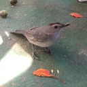 wisepeachtyphoon avatar