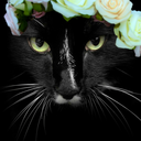 wisepuma23-writes avatar