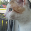 wisers-animals avatar