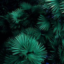 wishful-thinkxng avatar