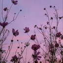 wishfularoace avatar