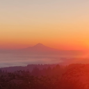 wisteria--grows avatar