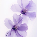 wisteria-dream-writer avatar