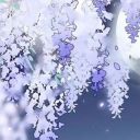 wisteria-in-winter avatar