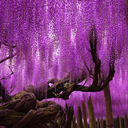 wisteriaascending avatar