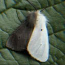 wisterialuminae avatar