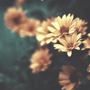 wisterianviolet avatar