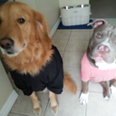 wistful-insipid-novice avatar